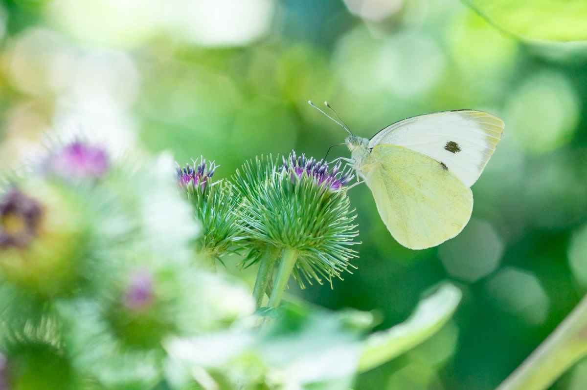 The white butterfly